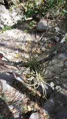 Tillandsia erubescens
