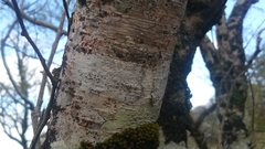 Fissurina alboscripta