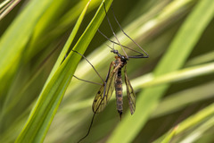 Limonia maculipennis