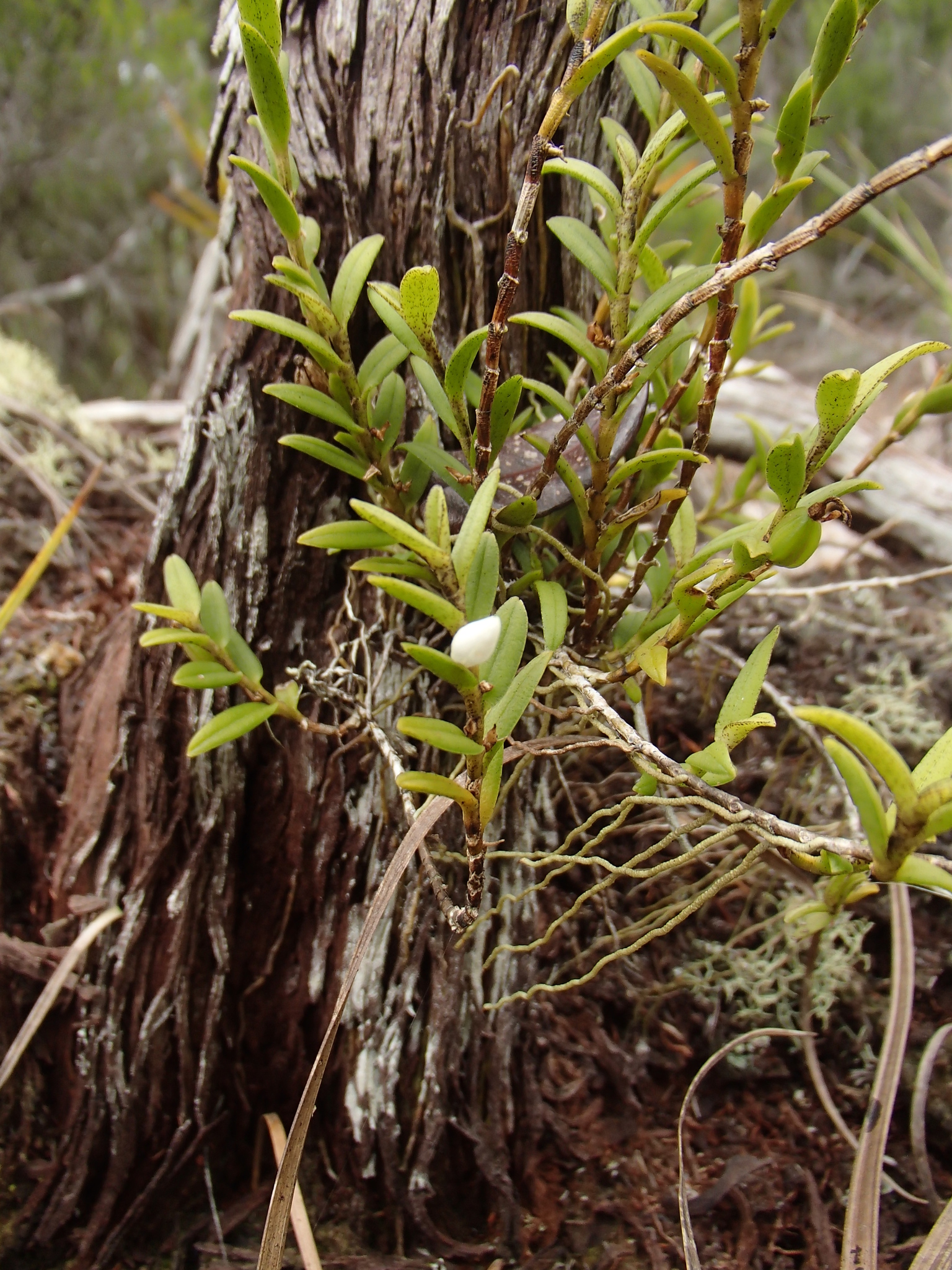 Angraecum dasycarpum Schltr. 2
