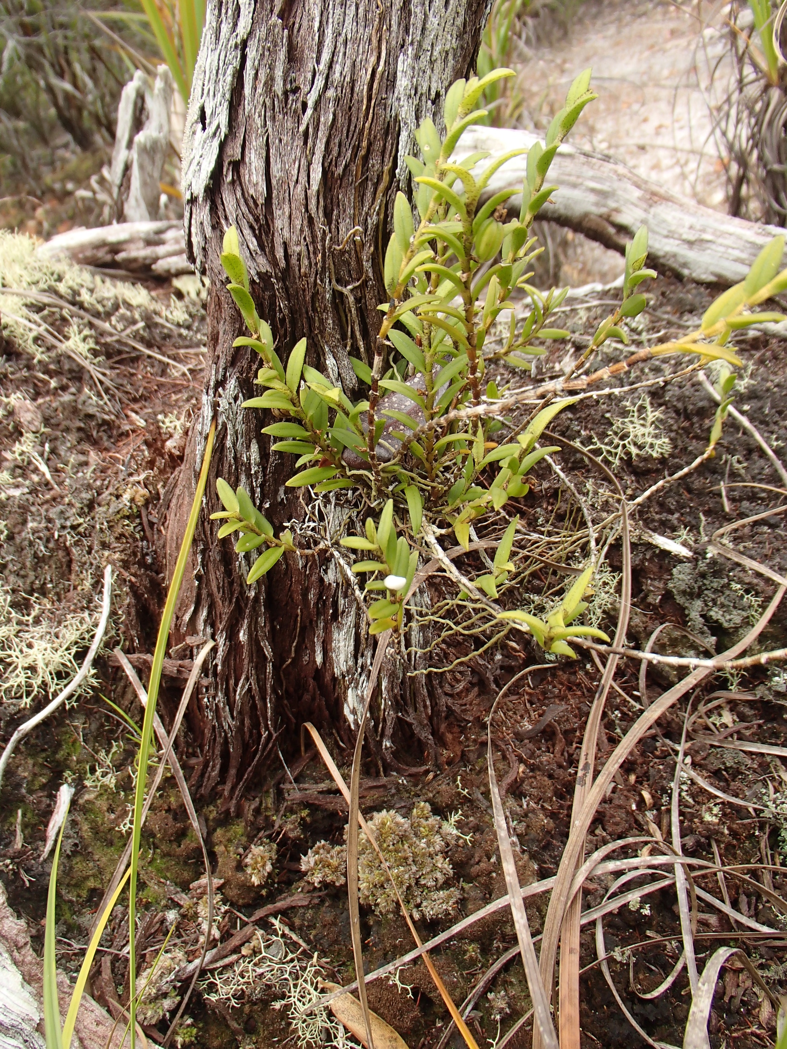 Angraecum dasycarpum Schltr. 3