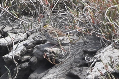 Passerculus sandwichensis alaudinus