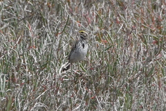 Passerculus sandwichensis alaudinus