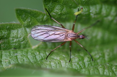 Empis digramma