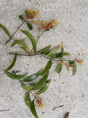 Psittacanthus cucullaris