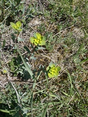 Euphorbia glareosa
