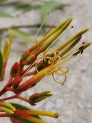 Psittacanthus cucullaris