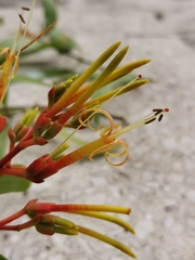 Psittacanthus cucullaris