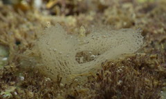 Navanax aenigmaticus