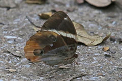 Thauria lathyi