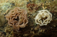 Jorunna tempisquensis