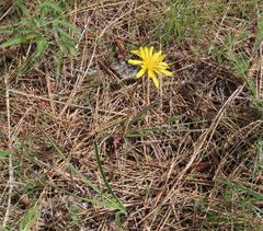 Nothocalais troximoides