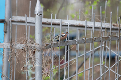 Fringilla coelebs