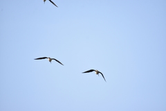 Himantopus himantopus