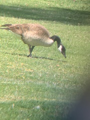 Branta canadensis