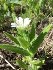 Cerastium nemorale