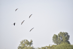 Himantopus himantopus