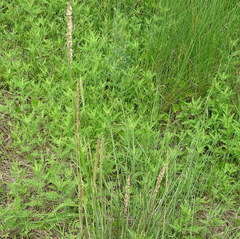 Sporobolus anglicus