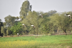 Himantopus himantopus