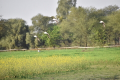 Himantopus himantopus