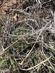 Mammillaria wrightii wrightii