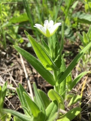 Cerastium nemorale