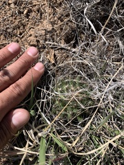 Mammillaria wrightii wrightii