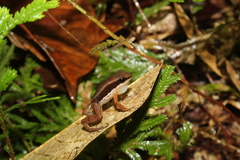 Three-Striped Rocket Frog photo 3