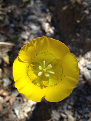 Calochortus luteus