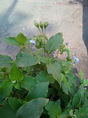 Tinantia erecta