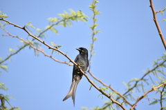 Dicrurus macrocercus