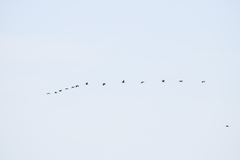 Plegadis falcinellus