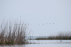 Plegadis falcinellus