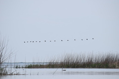 Plegadis falcinellus