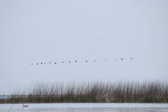 Plegadis falcinellus