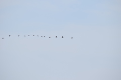 Plegadis falcinellus