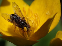 Anasimyia anausis