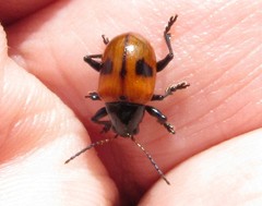 Typophorus