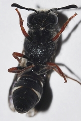 Alastor antigae