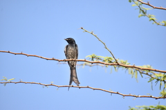 Dicrurus macrocercus