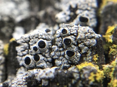 Pseudothelomma occidentale