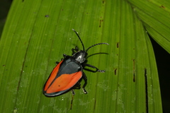 Pseudocalaspidea cassidea