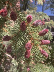 Picea