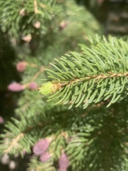 Picea