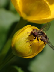 Anasimyia anausis