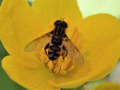 Anasimyia anausis