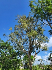 Tabebuia aurea