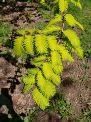 Metasequoia