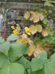 Rhynchosia caribaea