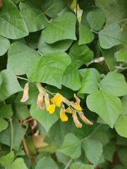Rhynchosia caribaea